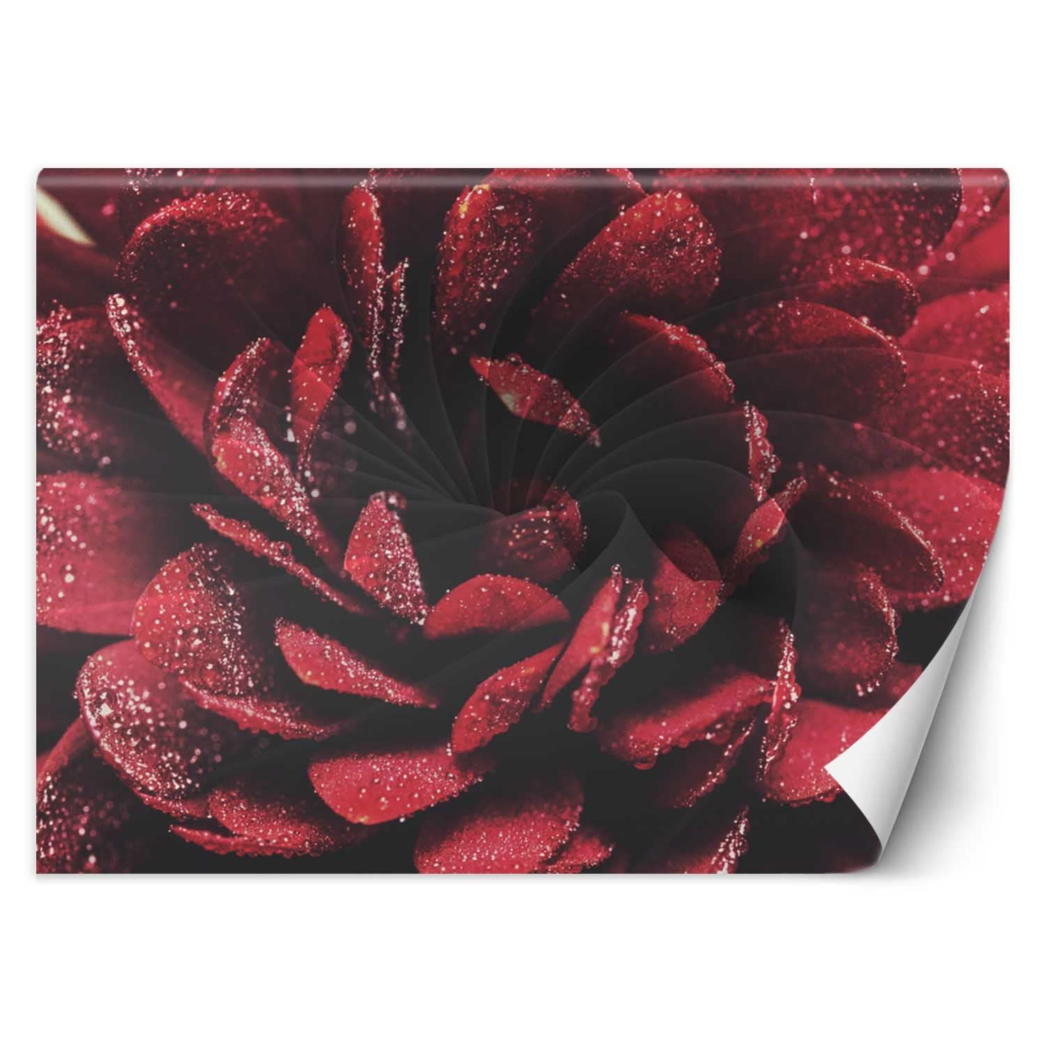 Feeby Fototapeta, Kwiat makro 150x105