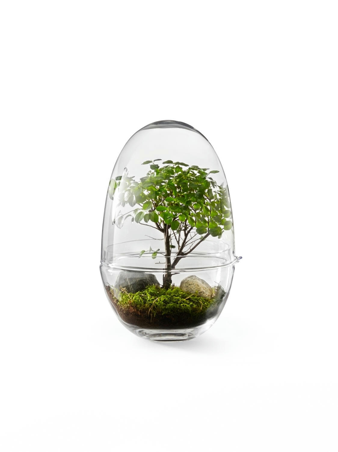 GROW - Mini-serre Grow Verre fait à la main transparent XL