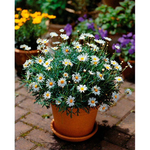 Margerite, Argyranthemum frutescens, Blütenfarbe: weiß