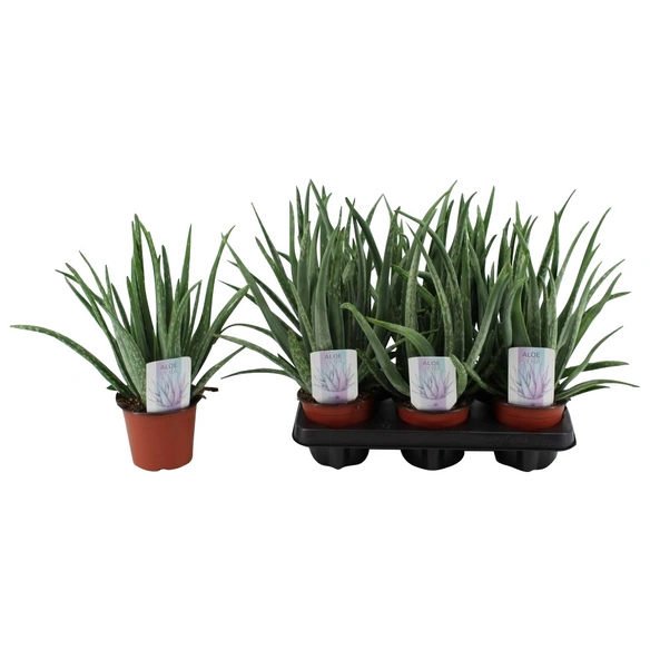 Sukkulente Aloe, Aloe vera, grün
