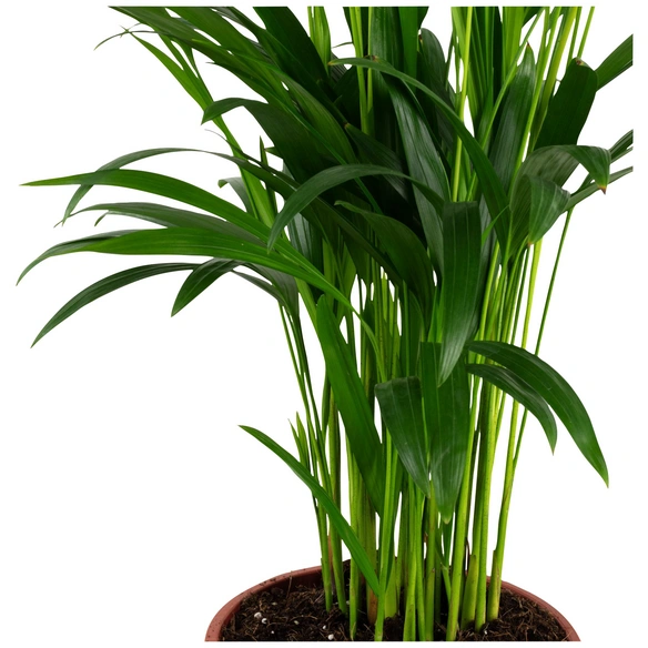 Goldfruchtpalme Dypsis lutescens