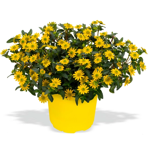 Ampelpflanze, »Multiflower«, mit Blüten, Farbe: mehrfarbig