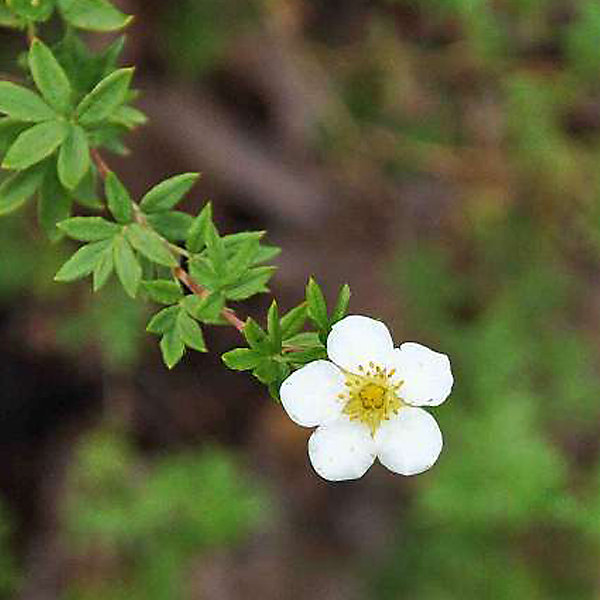 2 x Potentille arbustive 'Abbotswood' - Potentilla fruticosa 'Abbotswood'- 20-25 cm pot