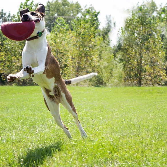 Hundespielzeug, mehrfarbig