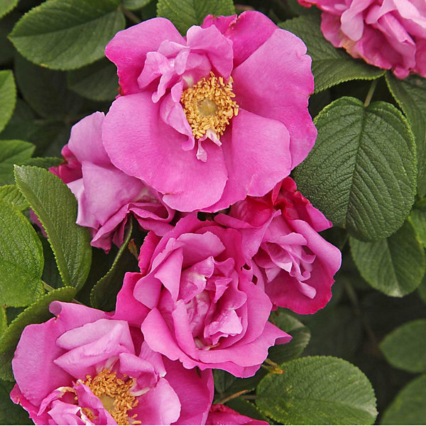 2 x Kordes-Rugosa - Rosa 'Pink Roadrunner'