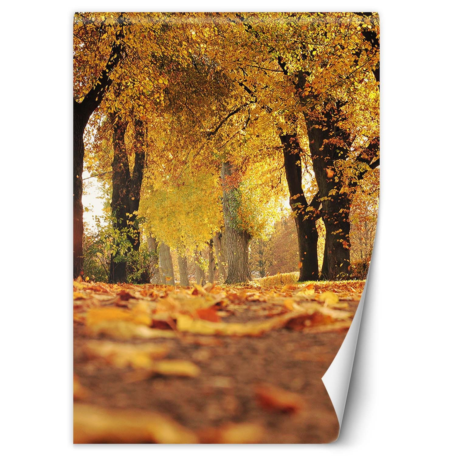 Feeby Fototapeta, Złota jesień w parku 100x140