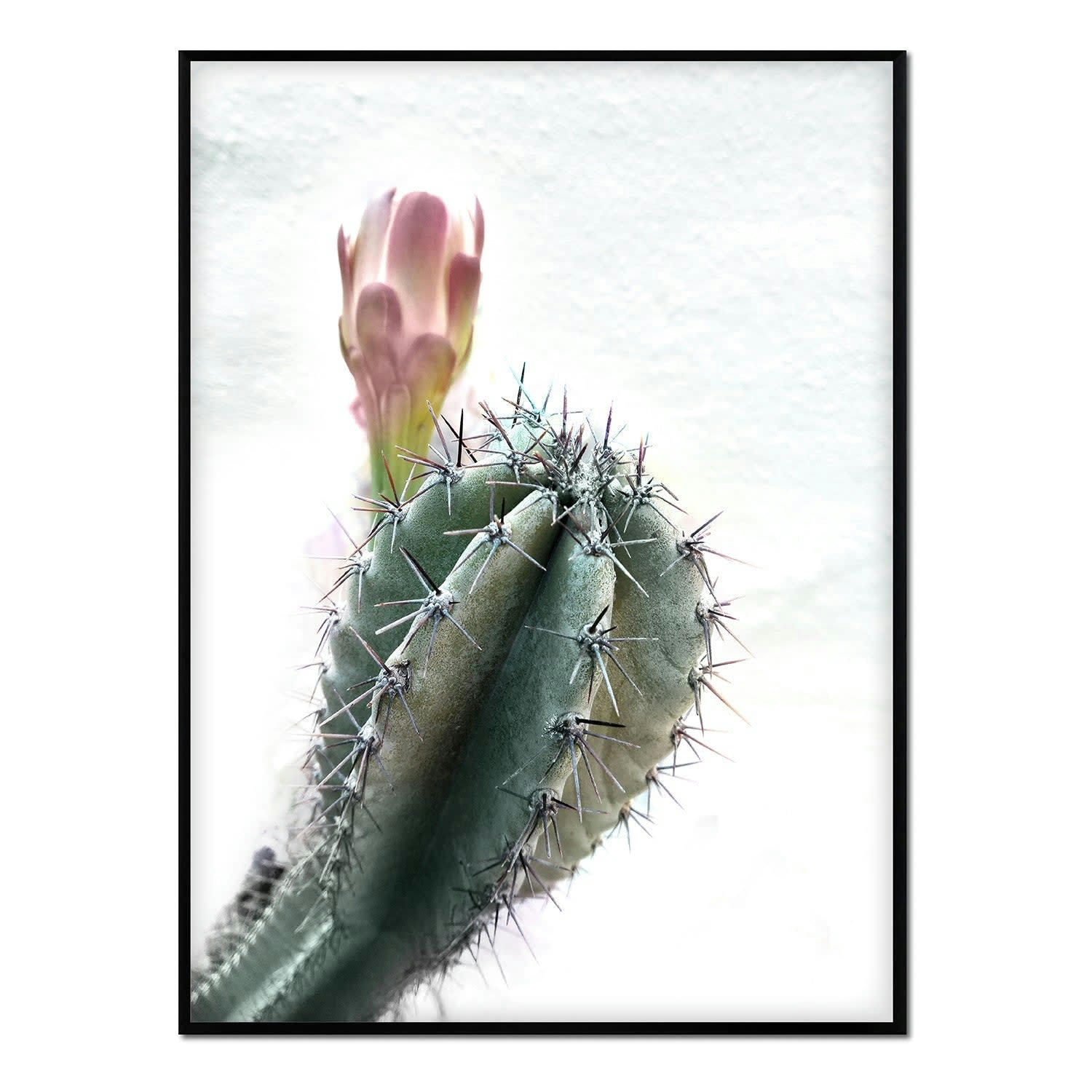 CACTUS - Affiche avec cadre noir - Cactus en fleurs - 50x70