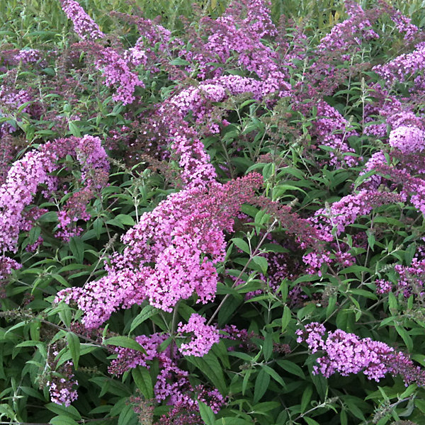 2 x Arbre aux papillons 'Pink Delight' - Buddleja davidii 'Pink Delight'- 40-60 cm pot