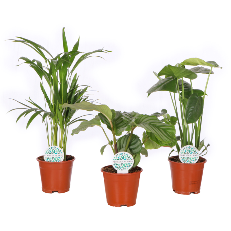Plante verte d'intérieur en pot