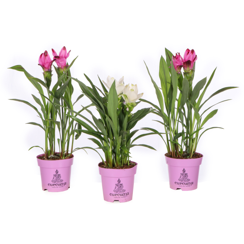 Curcuma en pot