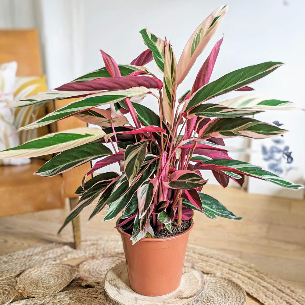 - Tristan, calathea triostar 85cm