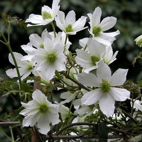 Waldrebe, Clematis »Early Sensation«, Blüte: weiß