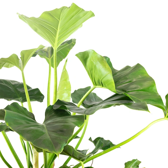 Herzblättriger Philodendron, Philodendron Cordatum