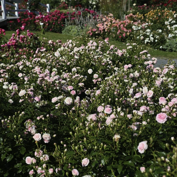 Kleinstrauchrose, Rosa »Larissa®«, Blüten: rosa