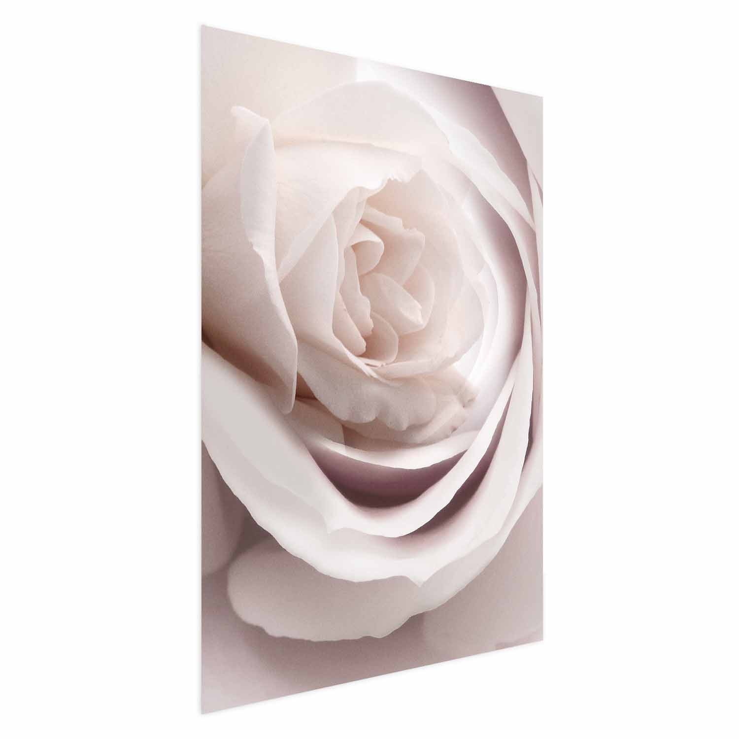 Plakat Porcelanowa róża 21x30 cm