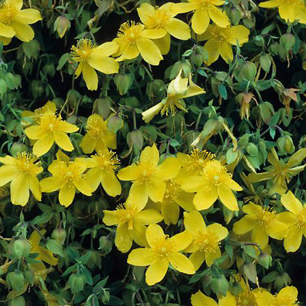 2 x Millepertuis 'Peter Dummer' - Hypericum dummeri 'Peter Dummer'- 30-40 cm pot