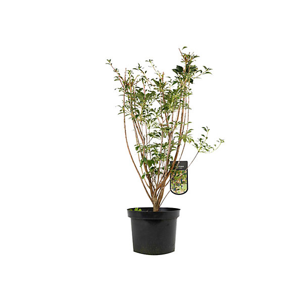 2 x Andromède campanulée - Enkianthus campanulatus- 40-50 cm pot