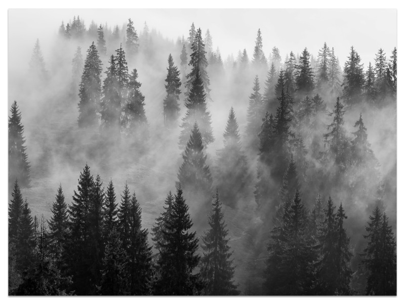 Fototapeta Czarno-biały las we mgle 100x70cm