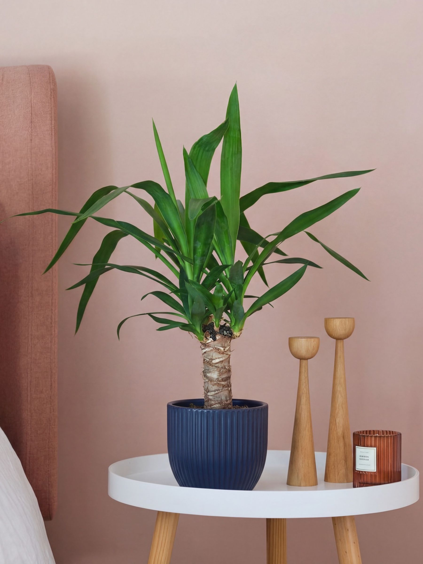 Beards & Daisies Navy Real Yucca Plant in Ribbed Pot