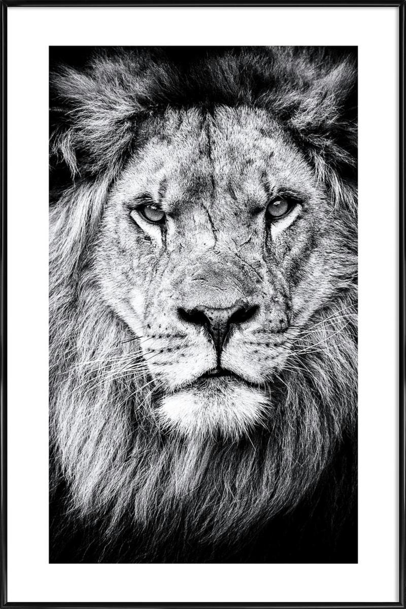 PORTRAIT OF A REGAL LION - Affiche dans cadre standard (noir) blanc & noir 20x30