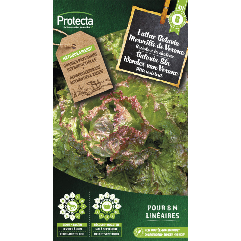 Semences de laitue Batavia Merveille de Verano PROTECTA