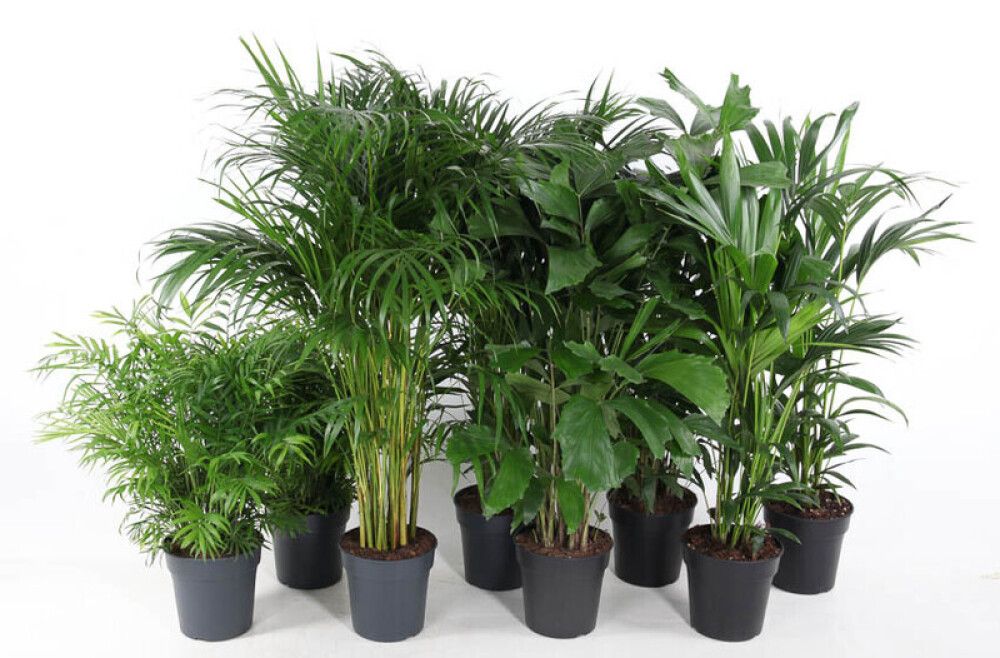 GRØNNE PLANTER ULIKE VARIANTER 21 CM