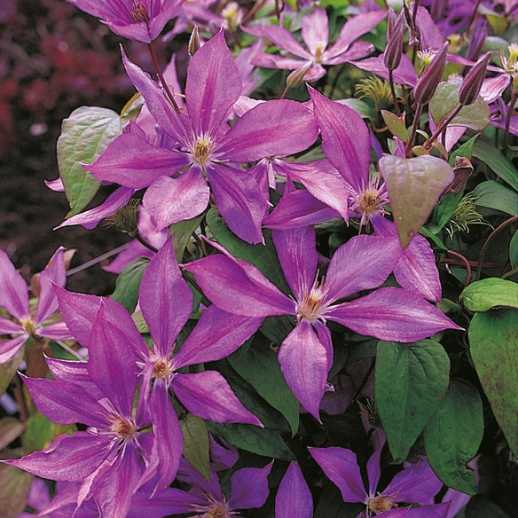 Waldrebe, Clematis »Dorothy Walton«, Blüte: rosa/pink