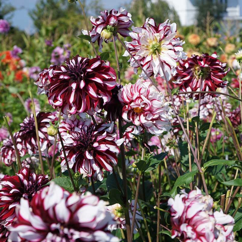 Dahlia 'Tartan'