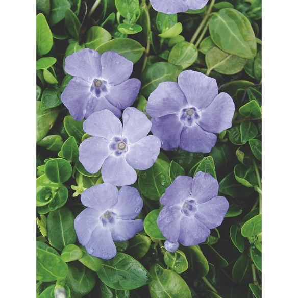 Kleinblättriges immergrün, Vinca minor, blau, winterhart