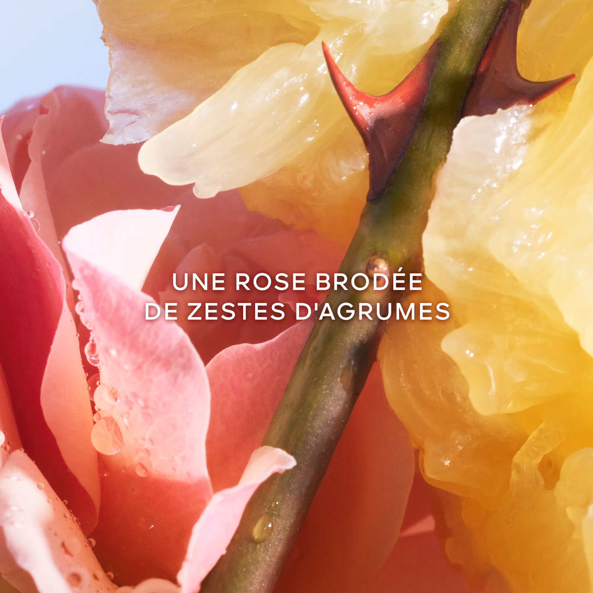 LA PETITE ROBE NOIREEau de toilette