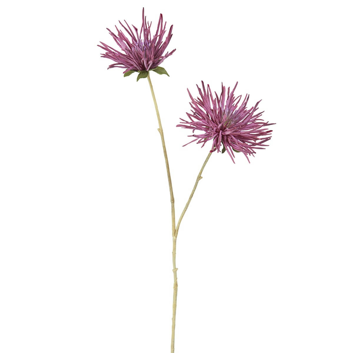 - Chrysanthème mum 2 têtes h73