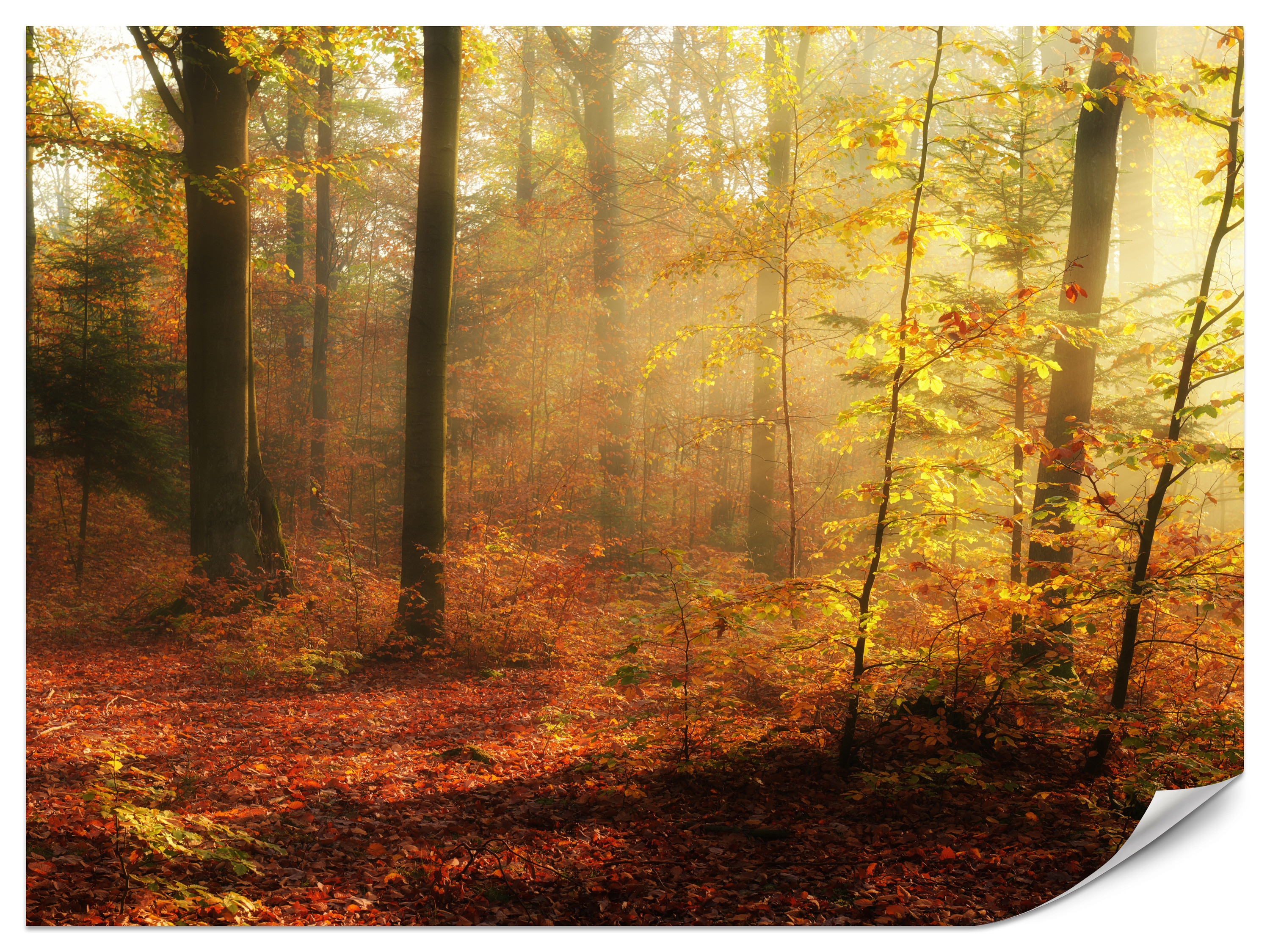 Fototapeta Jesienny mglisty las 150x105cm