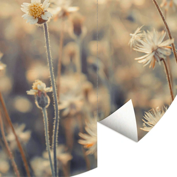 Vliestapete »Runde Vliestapete«, GänseBlumen Wiese Daisy, mehrfarbig, matt
