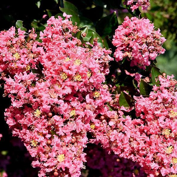 Arbres et plantes - LAGESTROEMIA ind.'coral magic' - Pot 4 L - 150cm - Corail - Extérieur