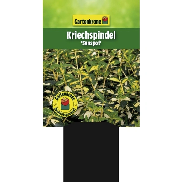 Kriechspindel, Euonymus fortunei »Sunspot«, weiß, winterhart