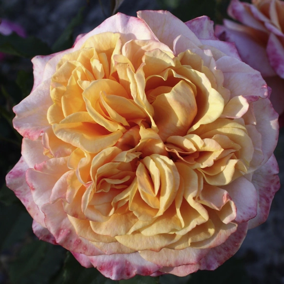 Strauchrose, C 5, Kordes, Märchenrose, gelb-orange