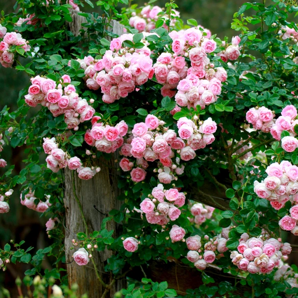 Kletterrose Rosa »Jasmina®«