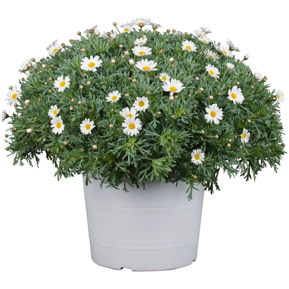 Strauchmargerite frutescens Argyranthemum
