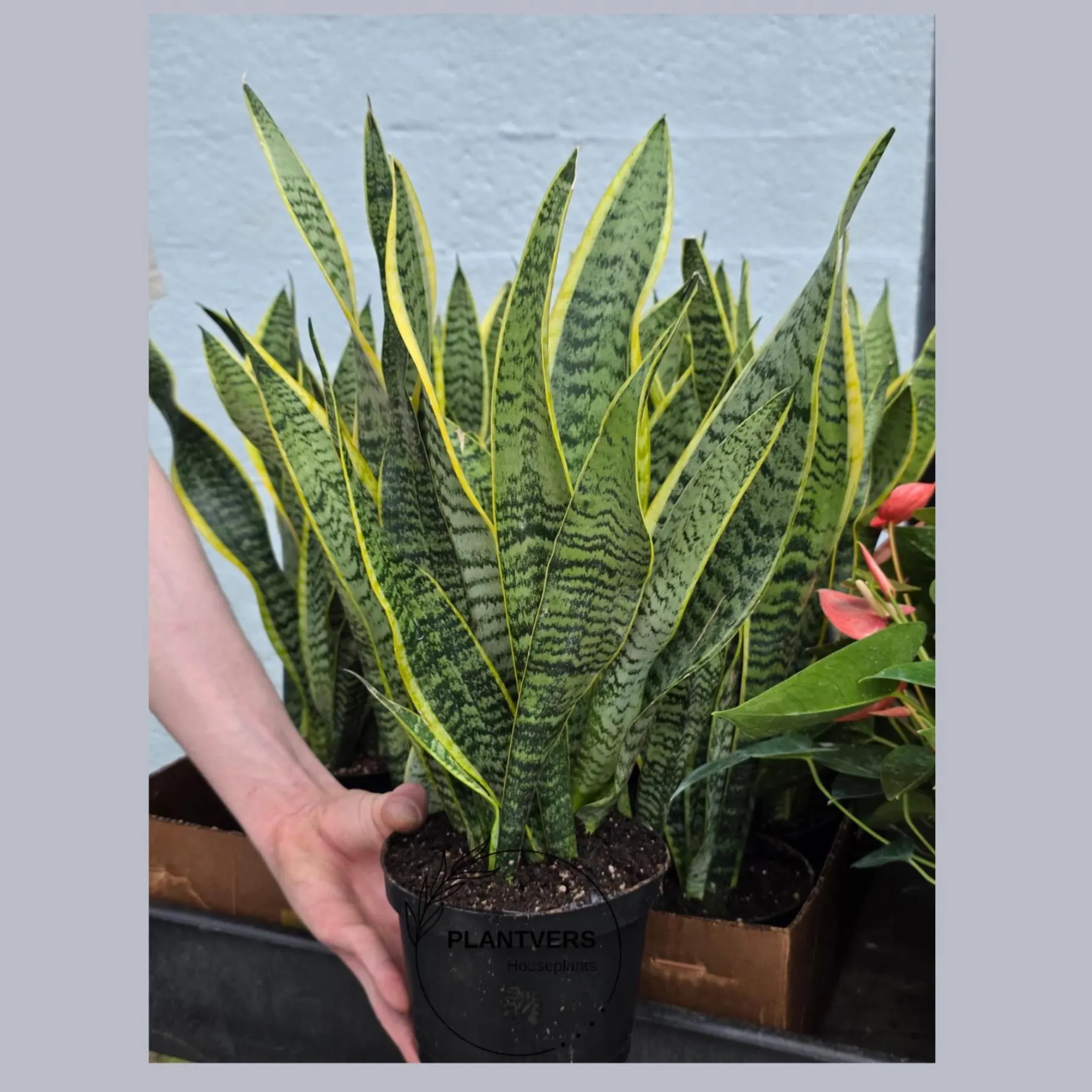 Sansevieria Snake Plant Laurentii in 6” Nursery Pot - Indoor Low Light Plant - Easy Care Houseplant - Modern Decor - Beginner Plant