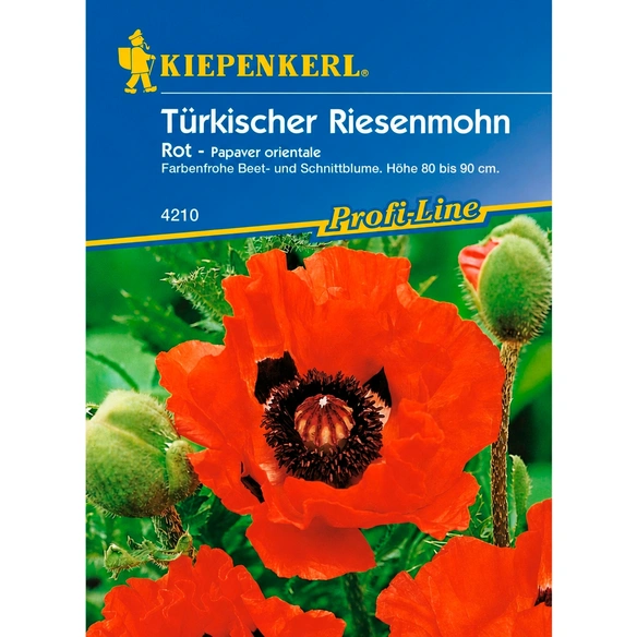 Türkischer Riesemohn, Papaver orientale, Samen, Blüte: rot