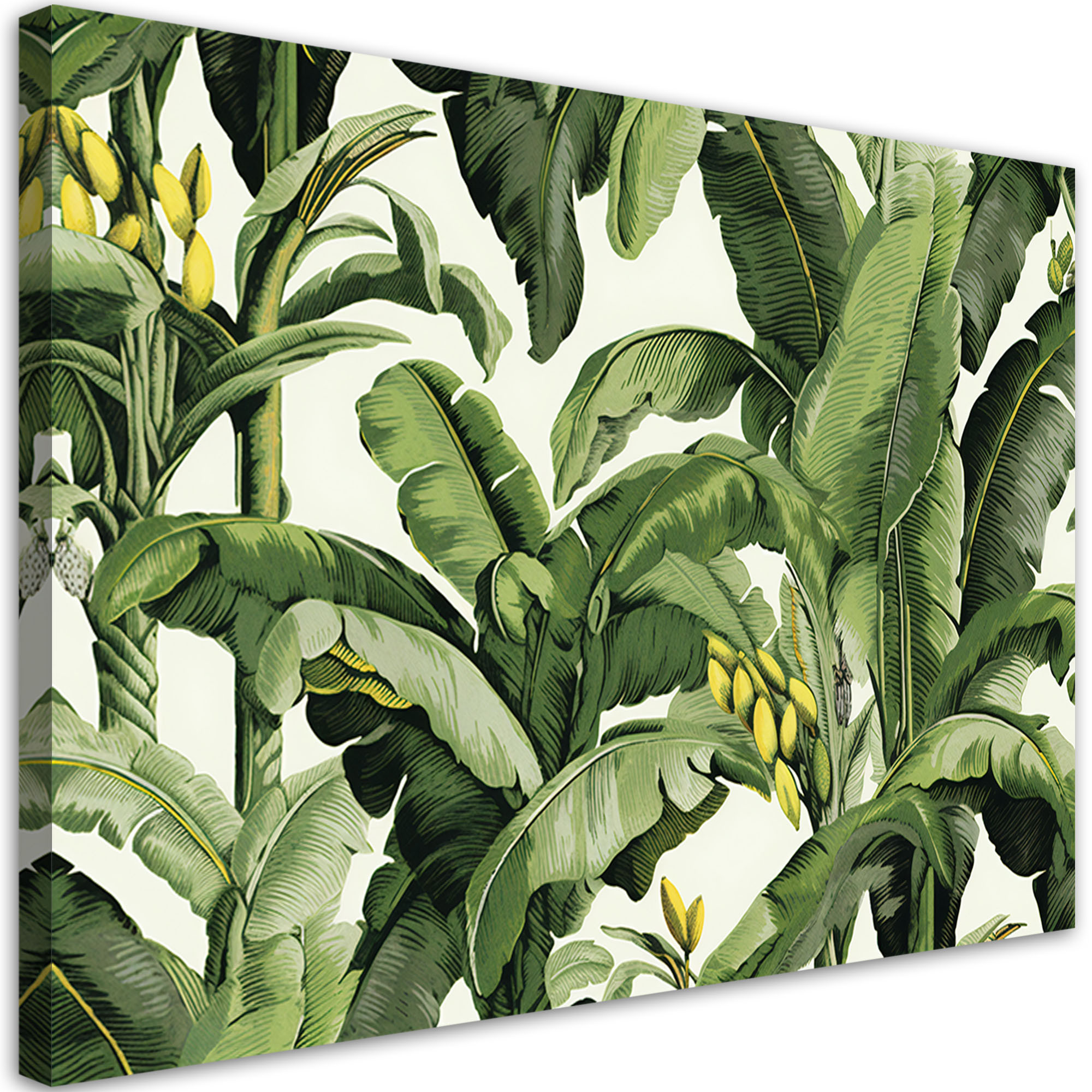 Feeby Obraz na płótnie,Zielone liście bananowca 60x40
