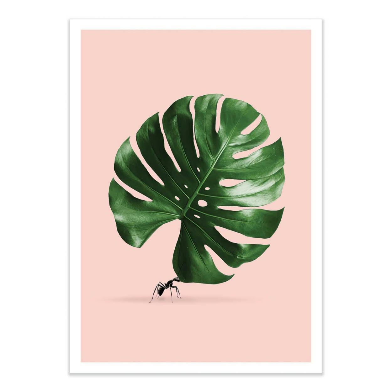 JONAS LOOSE - MONSTERA ANT - Affiche d'art 50 x 70 cm