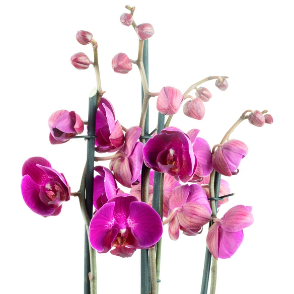 Schmetterlingsorchidee, Phalaenopsis hybrid, Blüte: mehrfarbig, im Topf