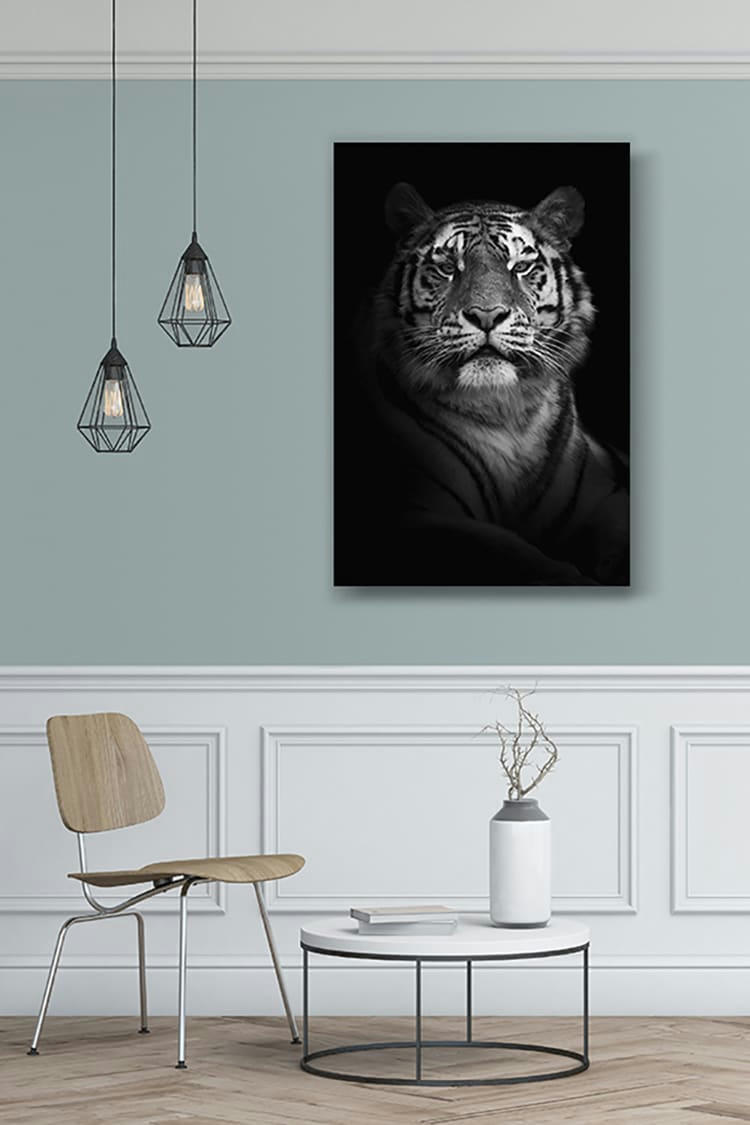 POSE PORTRAIT DU TIGRE - Photographie d'art de Guillaume Mordacq 30x45 cm sur alu