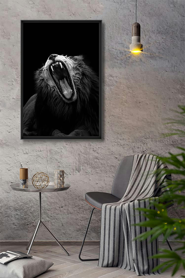 LA VIE DIFFICILE D'UN LION - Photographie d'art de Guillaume Mordacq  40x60 cm sur plexi