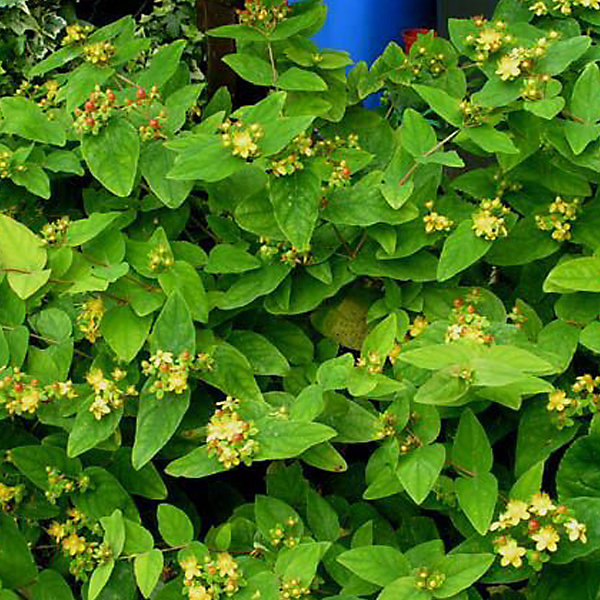 2 x Millepertuis 'Elstead' - Hypericum inodorum 'Elstead'- 20-30 cm pot