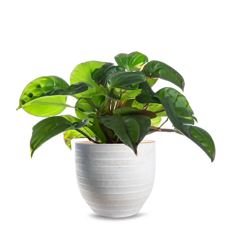 Jodeco Plantenpot/bloempot Beau - wit/goud - keramiek - 35x32 cm