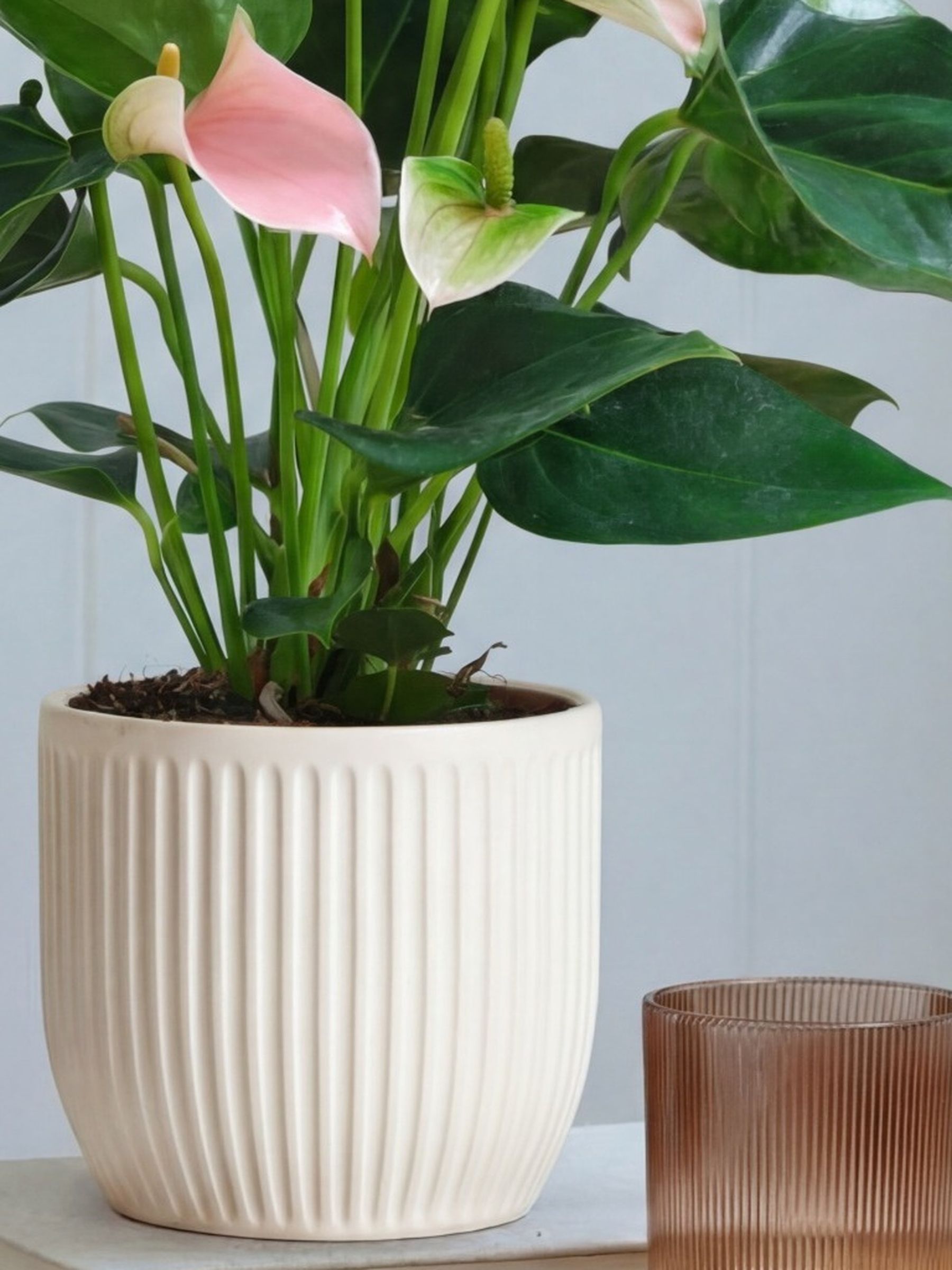Beards & Daisies White Real Peach Anthurium Plant in Ribbed Pot