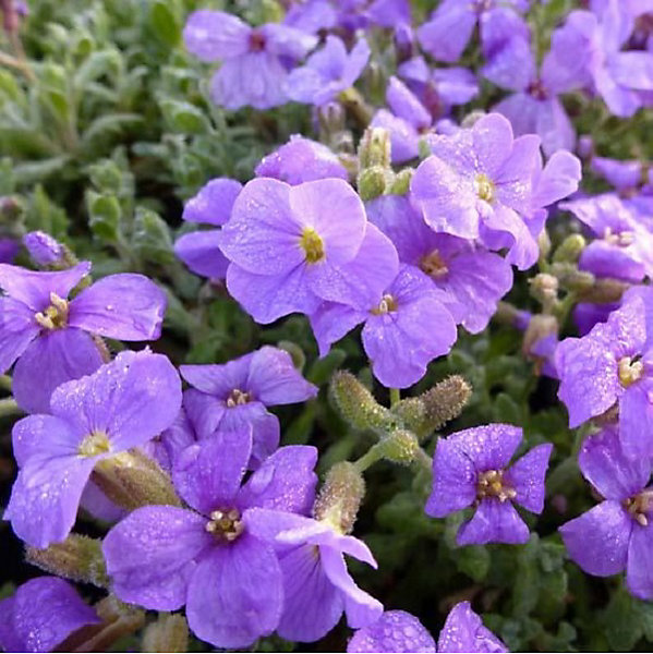 6 x Aubriète 'Cascade Purple' - Aubrieta 'Cascade Purple'- godet 9cm x 9cm