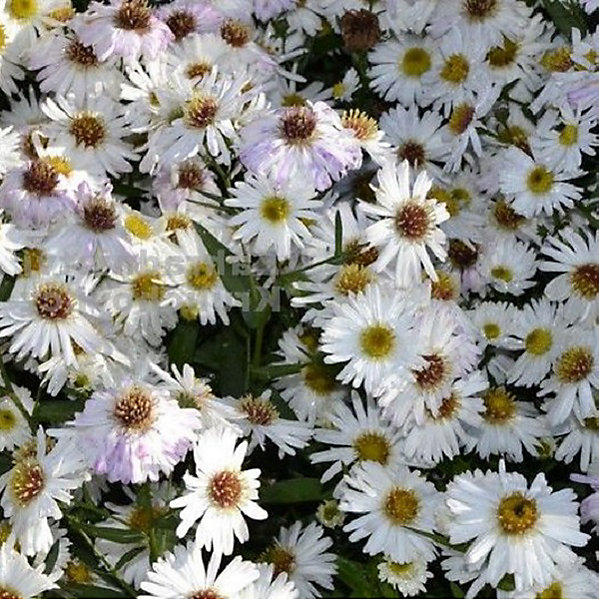 6 x Aster grand d'automne - Aster novi belgii 'White Ladies'- godet 9cm x 9cm